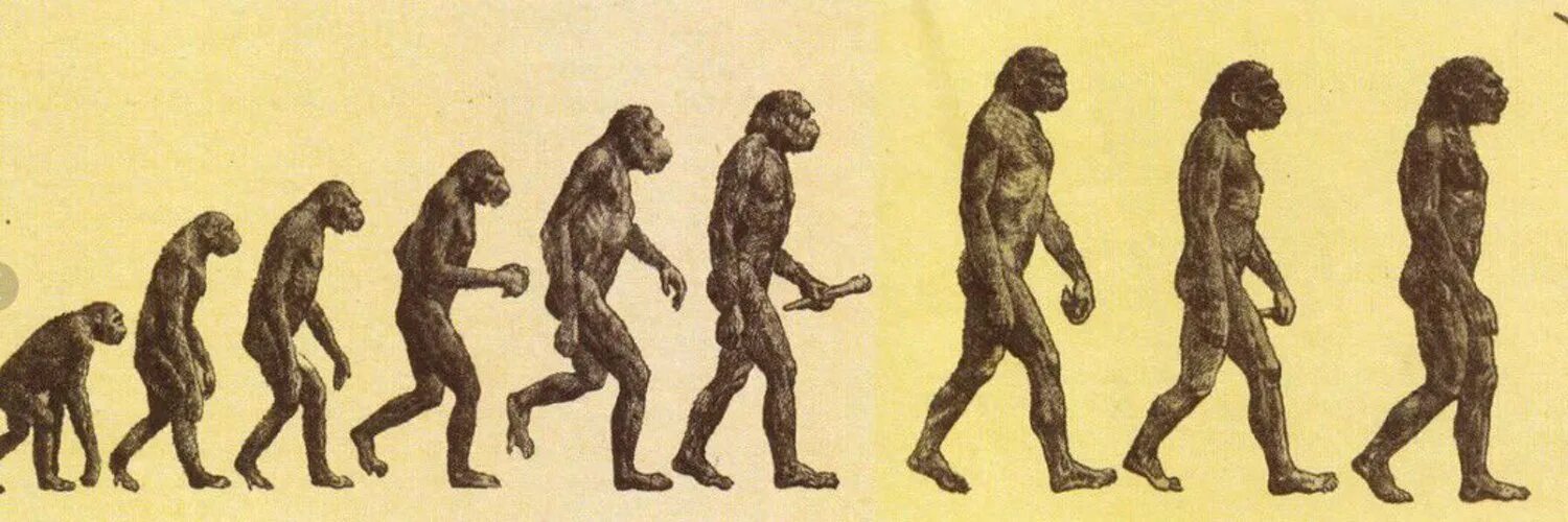 Теория эволюции Дарвина. Дарвин теория эволюции и происхождения человека. Теория Дарвина о происхождении человека. Последовательность появления человека