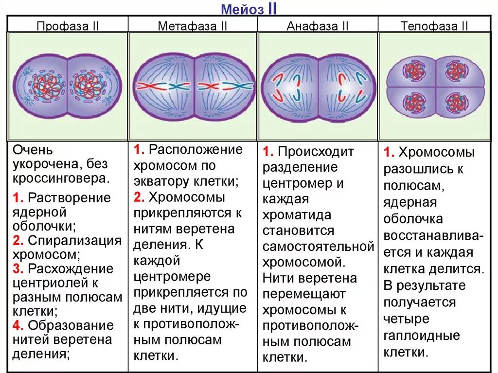 Деление центральной клетки. Фазы мейоза 1 и 2 таблица. Фазы мейоза второе деление. Фазы и стадии мейоза 2. Мейоз фазы деления схема.