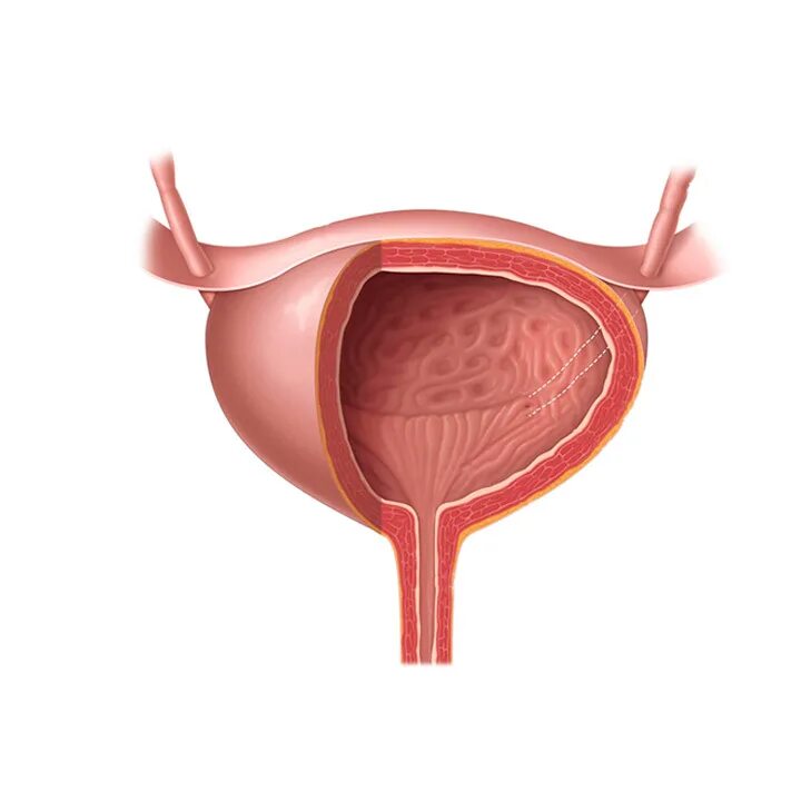 Цистит у женщин анатомия. Мочевой пузырь анатомия. Женский мочевой пузырь. Строение мочевого пузыря.