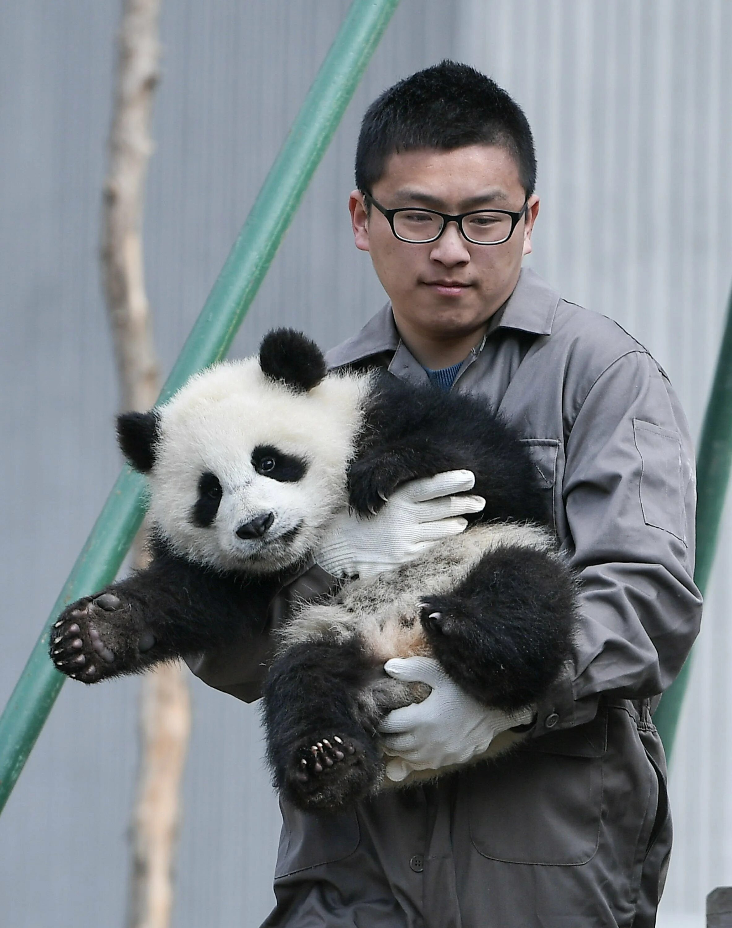 Где живет панда на каком. Чэнду Китай панды. Китай зоопарк панды Чэнду. Сычуань панды. Гигантская Панда.