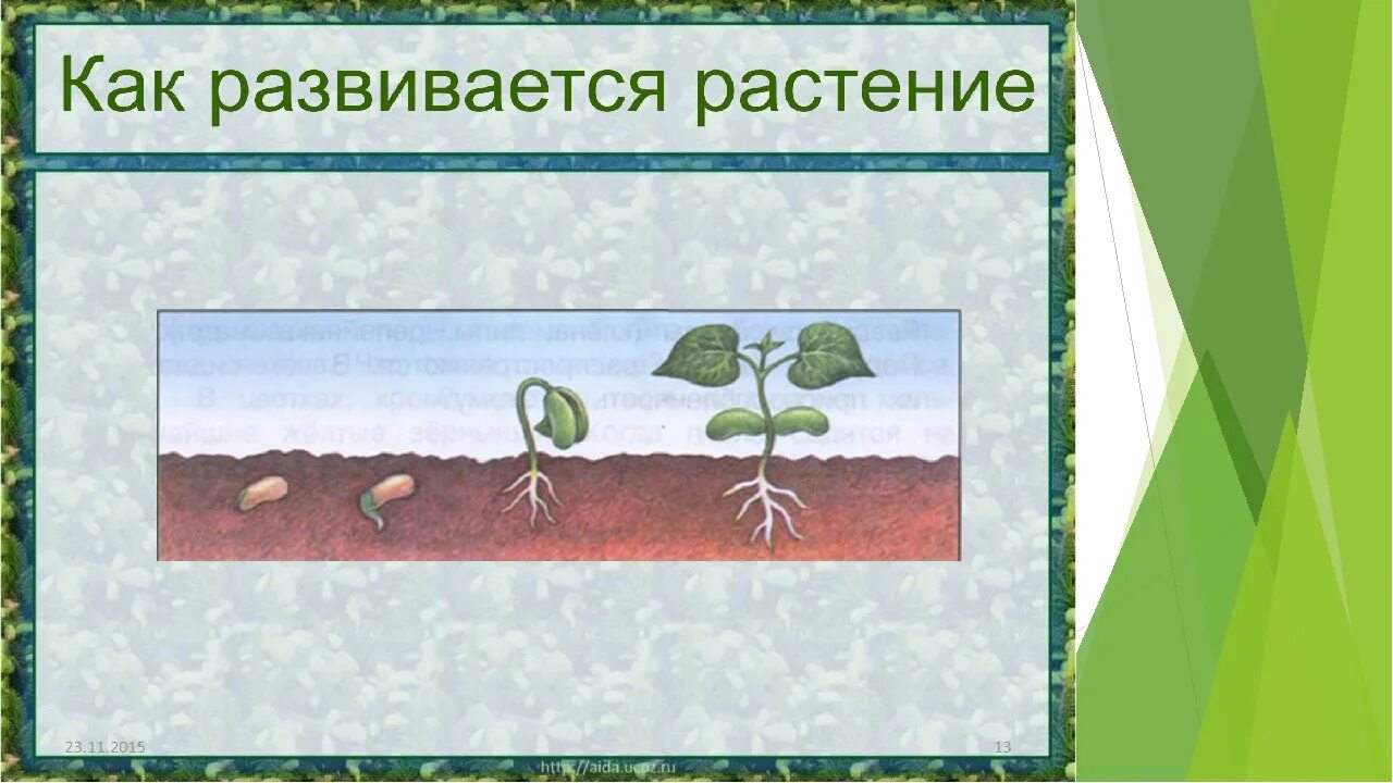 Размножение и развитие растений. Размножение и развитие растений 3 класс. Как развивается растение. Развитие растений 3 класс.