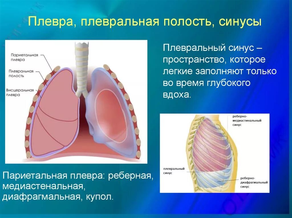 Плевральная полость образована. Плевральная полость купол плевры. Плевра строение анатомия. Висцеральная и париетальная оболочка легких. Строение плевры и плевральной полости.