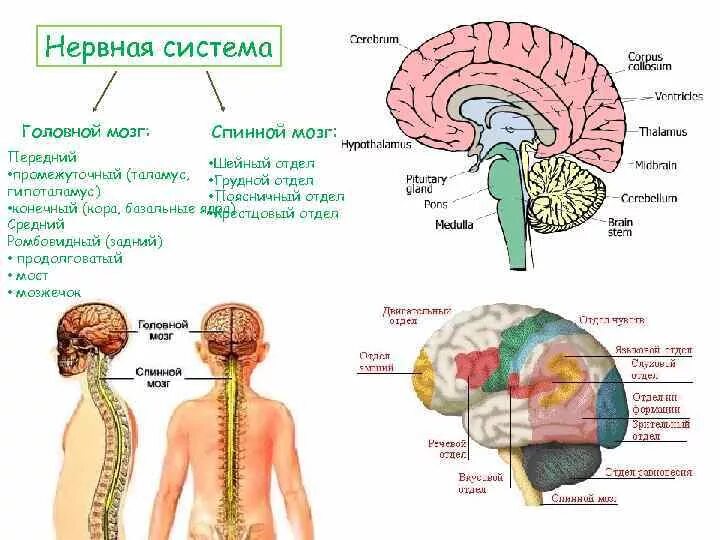 ЦНС головной мозг строение. ЦНС спинной и головной мозг строение. Структура головного мозга спинной мозг. Схема мозга центральной нервной системы.