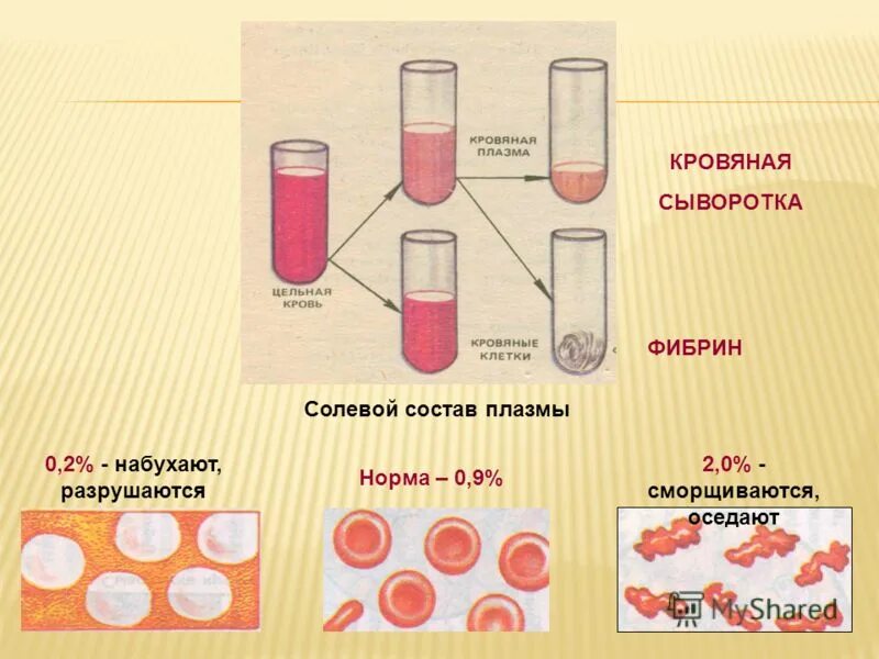 состав сыворотки крови. плазма и сыворотка крови отличия. плазма крови лишённая фибриногена это. кровяная сыворотка это. плазма крови и сыворотка крови.