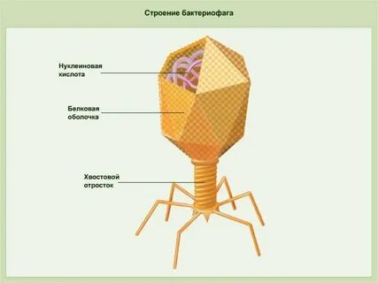 Укажите структуры бактериофага