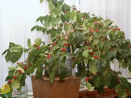 Домашнее кофейное дерево уход