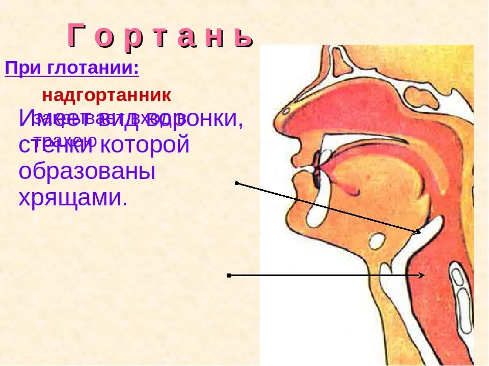 При глотании слюны в ухе