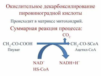 Окисление глюкозы в митохондриях клеток