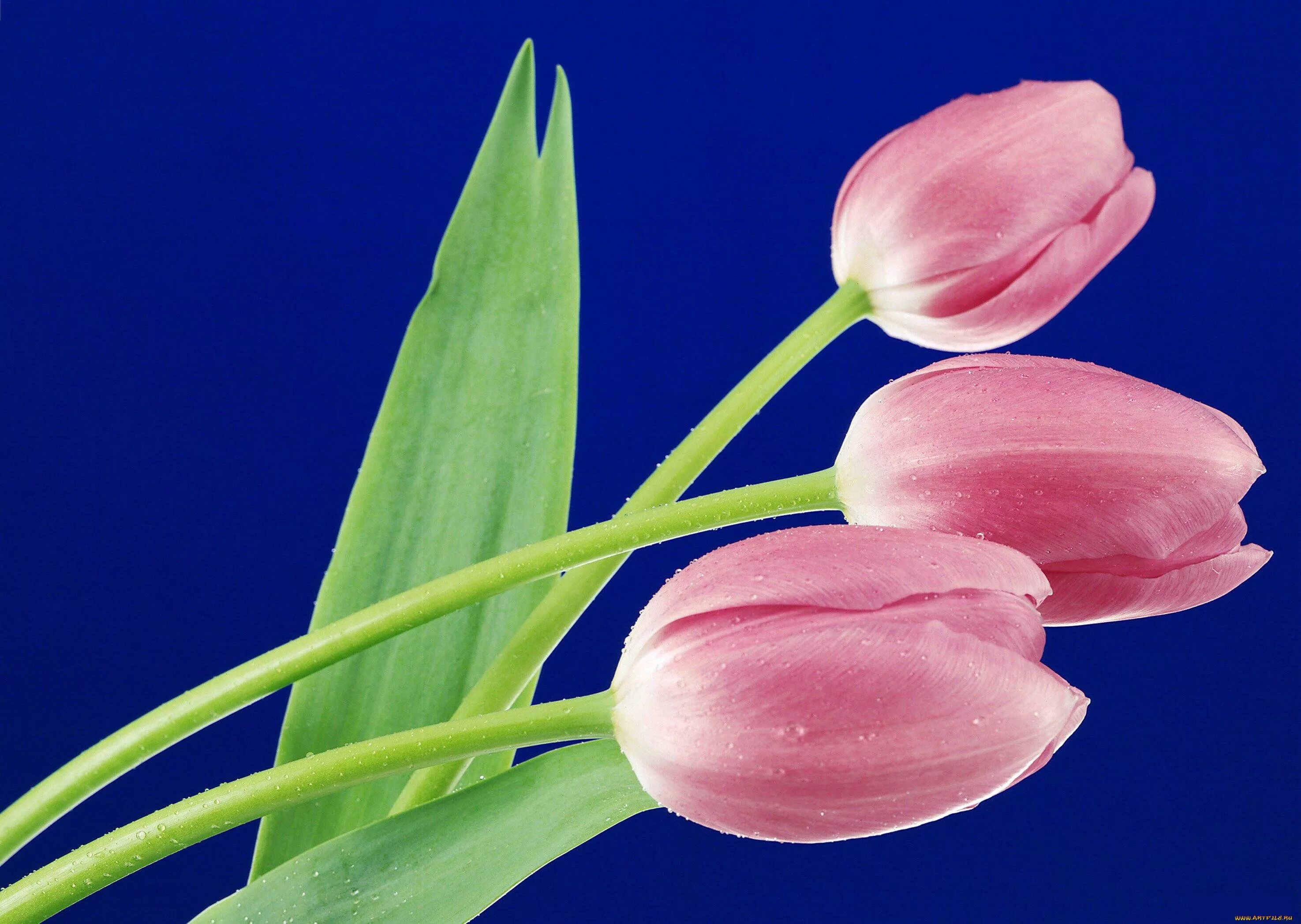 Весенние цветы на черном фоне. 3 тюльпана цветы. 3 тюльпана цветы. Тюльпаны на черном фоне. Тюльпаны лежат.