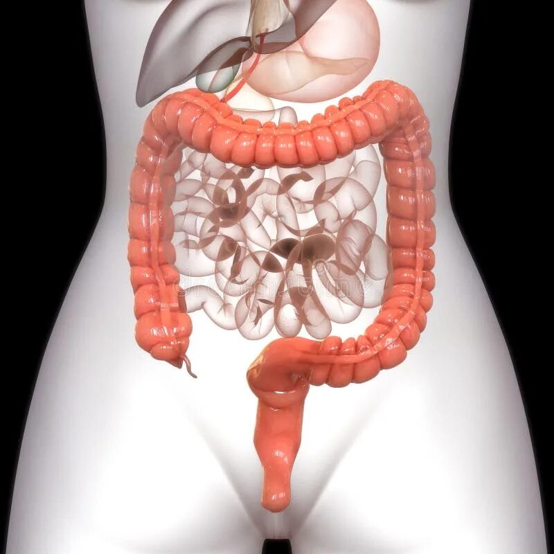 Толстый кишечник анатомия 3д. Органы человека аппендицит. Органы живота толстый кишечник.