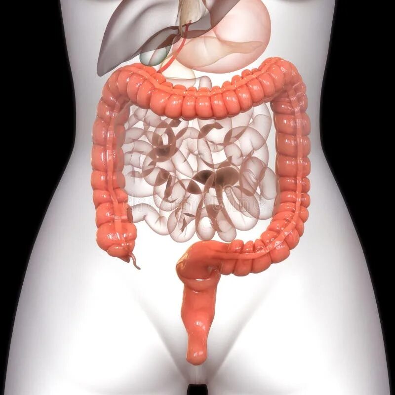 Атавизмы человека аппендикс. Толстый кишечник анатомия 3д. Органы человека аппендицит. Органы живота толстый кишечник.