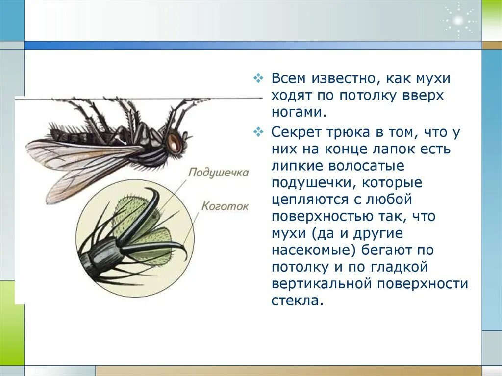 Почему мухи жужжат. Муха (насекомое). Конечности мухи. Муха (насекомое) строение. Презентация по теме мухи.