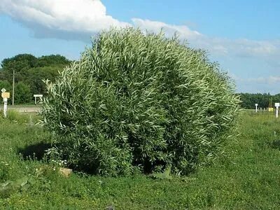 Ива белая карликовая