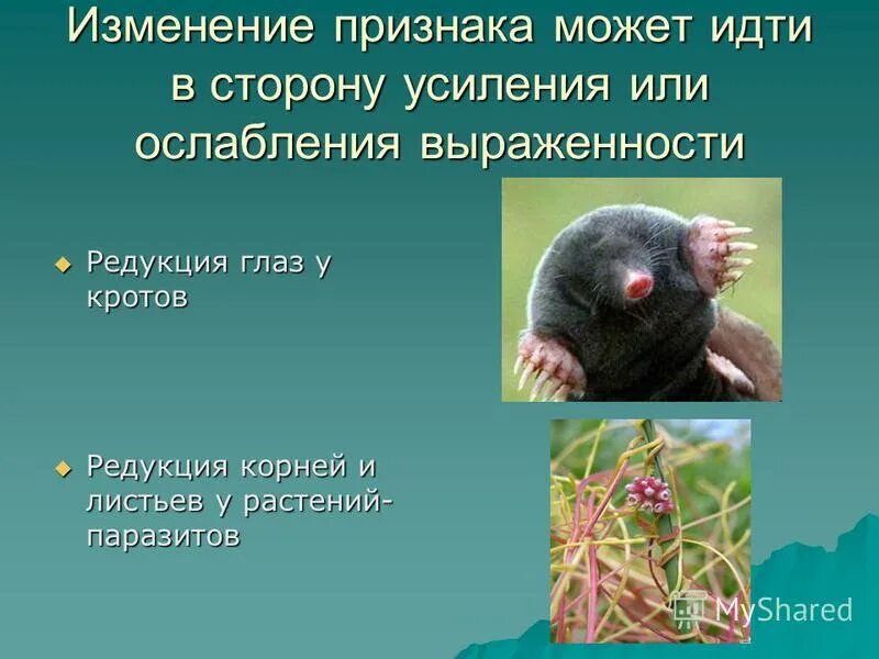 дегенерация у крота. дегенерация примеры. примеры общей дегенерации в биологии. глаза крота. крот редукция.