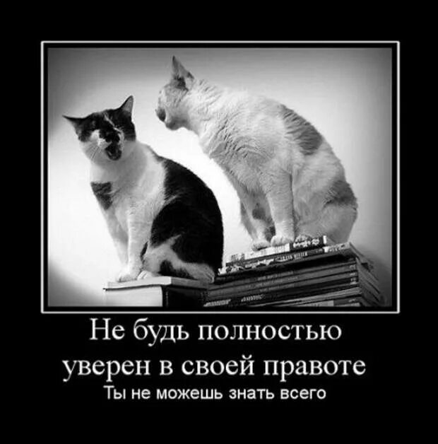 Демотиваторы со смыслом. Уверенность в своей правоте. Дискуссии с котом. Дискуссия котики. Убедиться в правоте