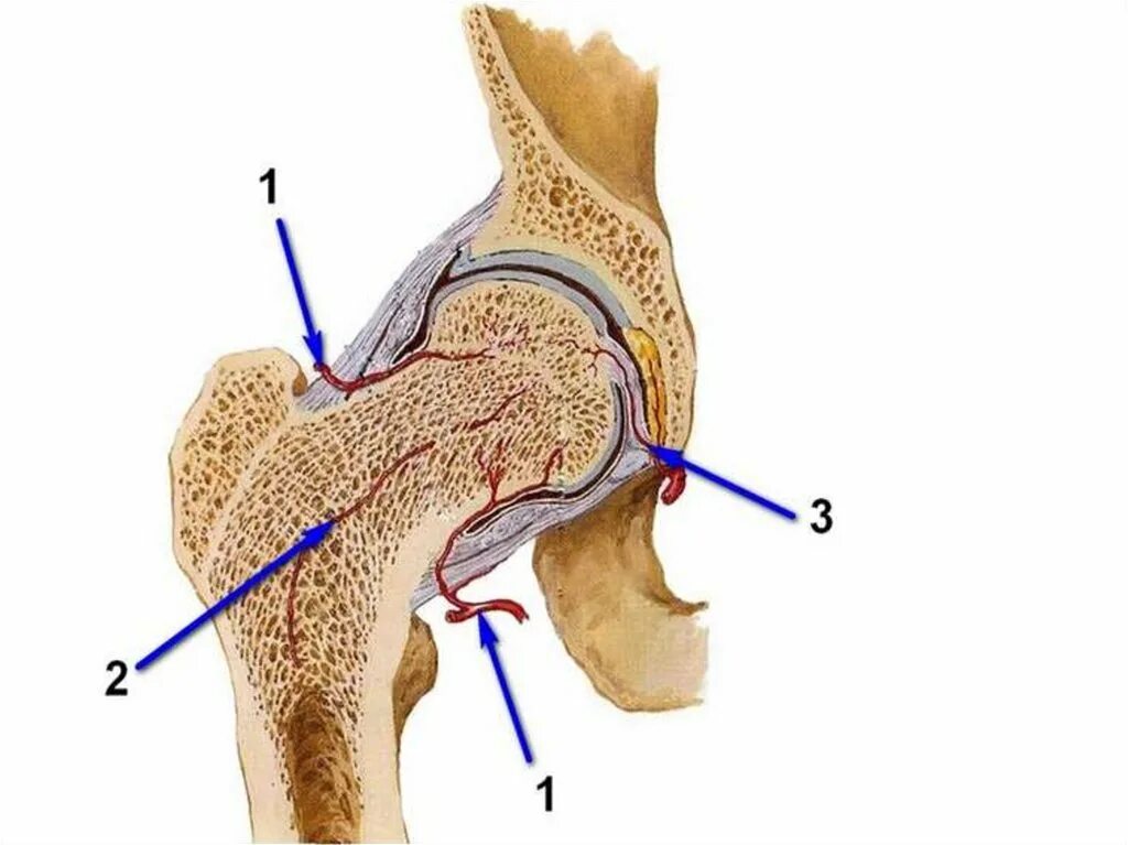 Синовиальные сумки тазобедренного сустава. Суставная сумка тазобедренного сустава анатомия. Тазобедренный сустав топографическая анатомия. Кровоснабжение тазобедренного сустава топографическая анатомия. Кровообращение костей