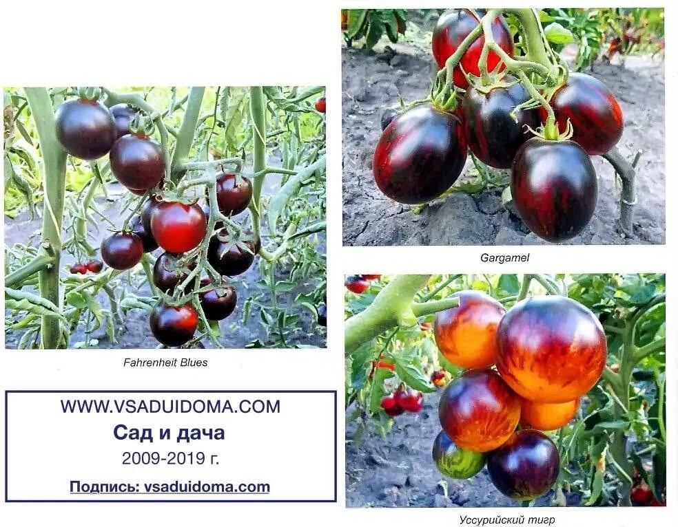 Томат огненная галактика. Сорт томата тёмная галактика. Томат галактика характеристика и описание сорта. Сорт томата галактика. Семена помидор галактика f1.
