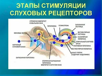 Рецепторы органов сенсорной системы