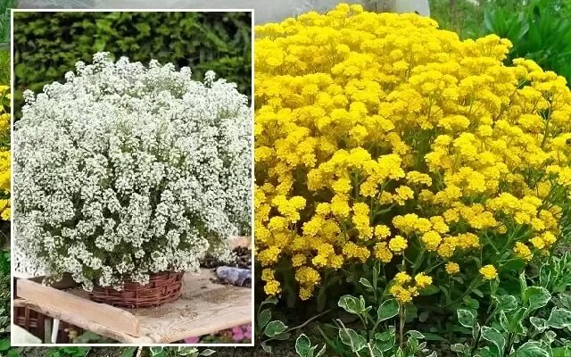 Алиссум морской "Исте бонет" микс