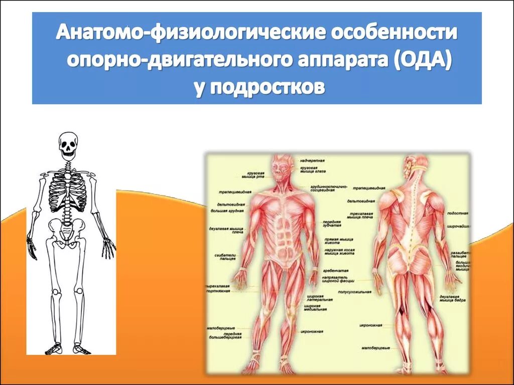 Опорно двигательный аппарат. Особенности опорно-двигательного аппарата. Анатомо-физиологические особенности опорно-двигательного аппарата. Афо опорно двигательного аппарата. Анатомо физиологические особенности двигательного аппарата.