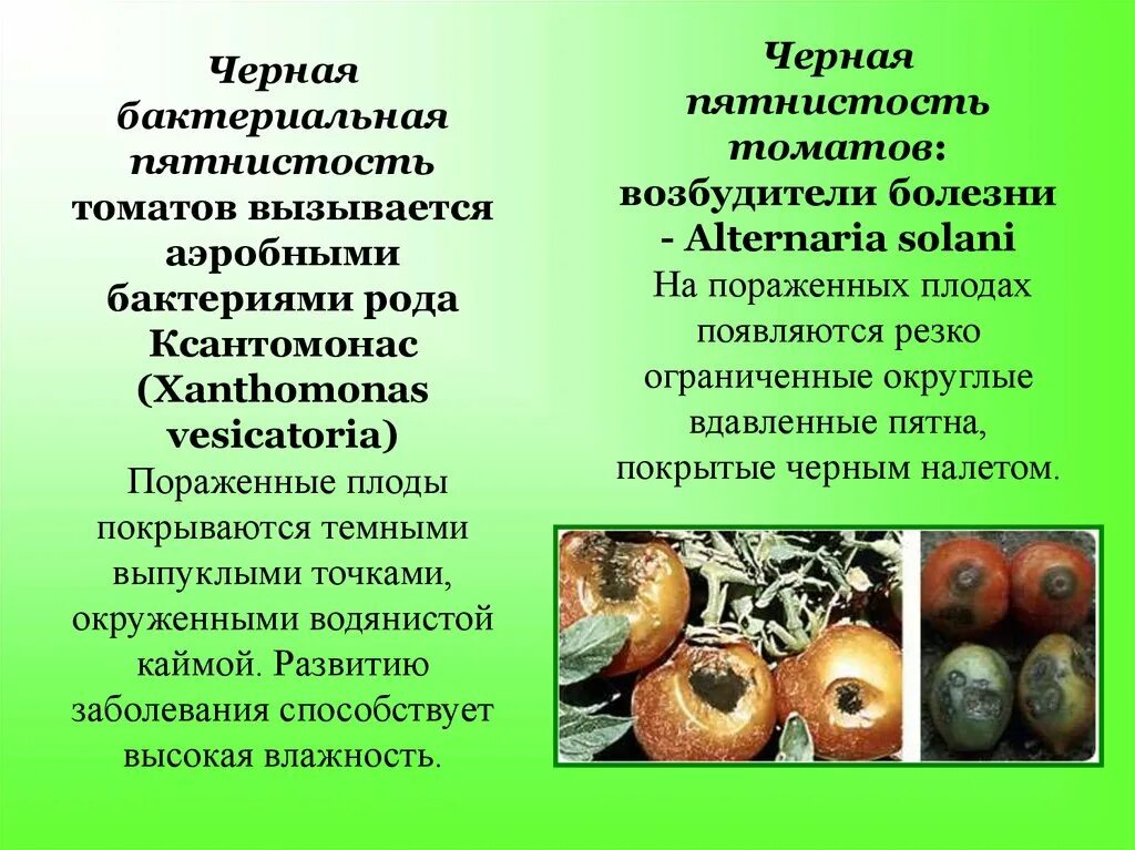 Черная бактериальная пятнистость томата. Микробиология плодов и овощей. Болезни плодов и овощей презентация. Черная бактериальная пятнистость на помидорах. Качество плодов и овощей