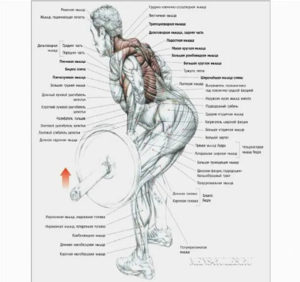 большие и маленькие группы мышц. отжимания с отягощением. качаться каждый день. упражнения с гантелями грудных мышц накачивание. лучшие упражнения на квадрицепс бедра для мужчин.