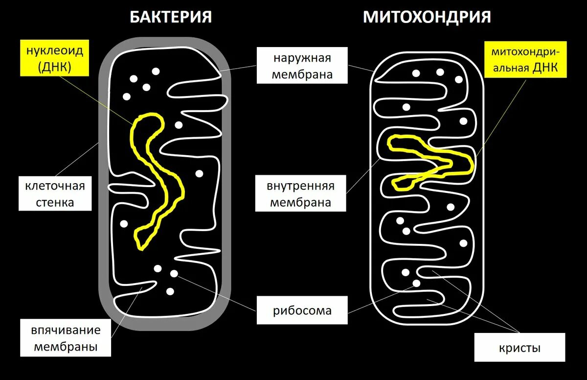 У бактерий активный образ жизни. Строение бактериальной клетки митохондрии. Митохондрии в бактериальной клетке. Митохондрии у бактерий. Строение бактерии.