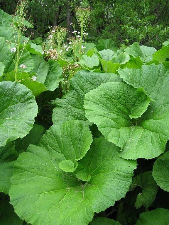 Лопух густой. Сахалинский лопух белокопытник. Белокопытник (Petasites). Белокопытник царь трава. Белокопытник гибридный (Petasites hybridus).