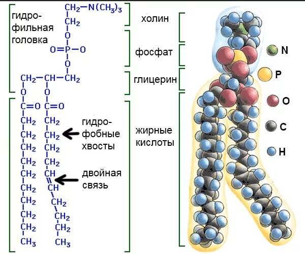 Строение фосфолипидов в мембране. Хим структура фосфолипидов. Строение фосфолипидов биохимия. Строение фосфолипида мембраны. Строение фосфолипида