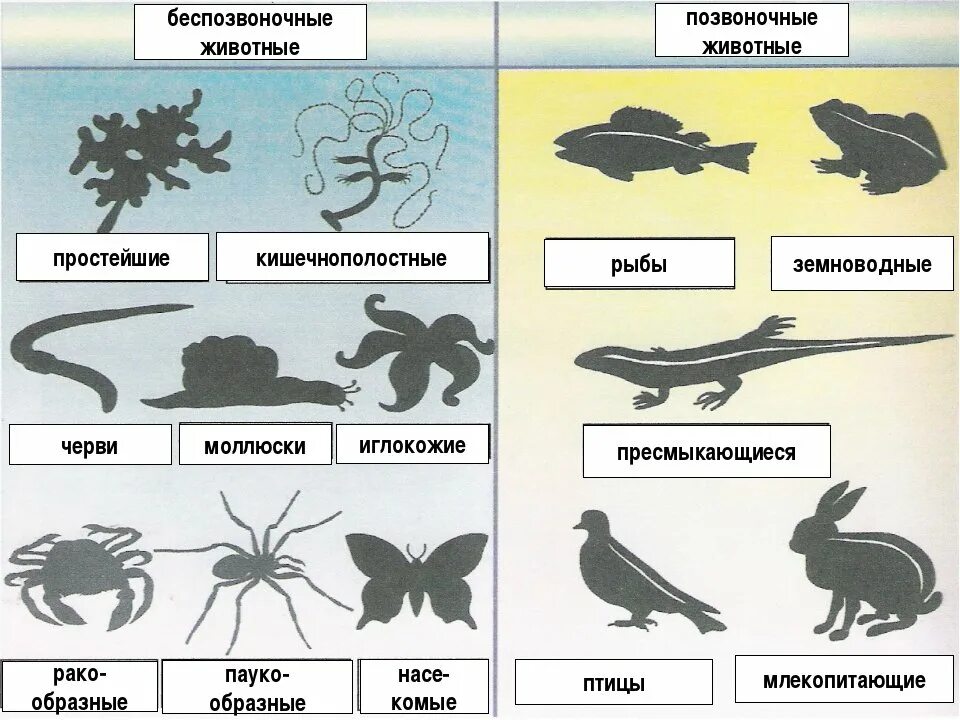 Соотнесите живые организмы с характером их. Беспозвоночные виды. Типы и классы беспозвоночных. Типы беспозвоночных животных. Беспозвоночные схема.