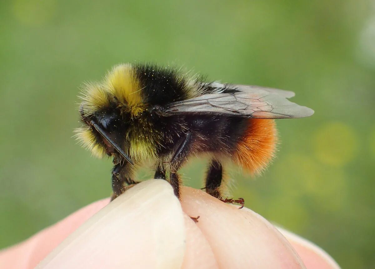 Шмель жалит или кусает. Bombus lapidarius. Жало шмеля.