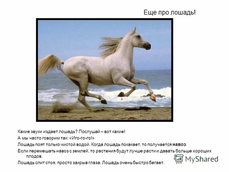 Какой издает. Какие звуки издает лошадь. лошадь издающая звуки. какой звук издает лошадь для детей. лошадь для презентации.