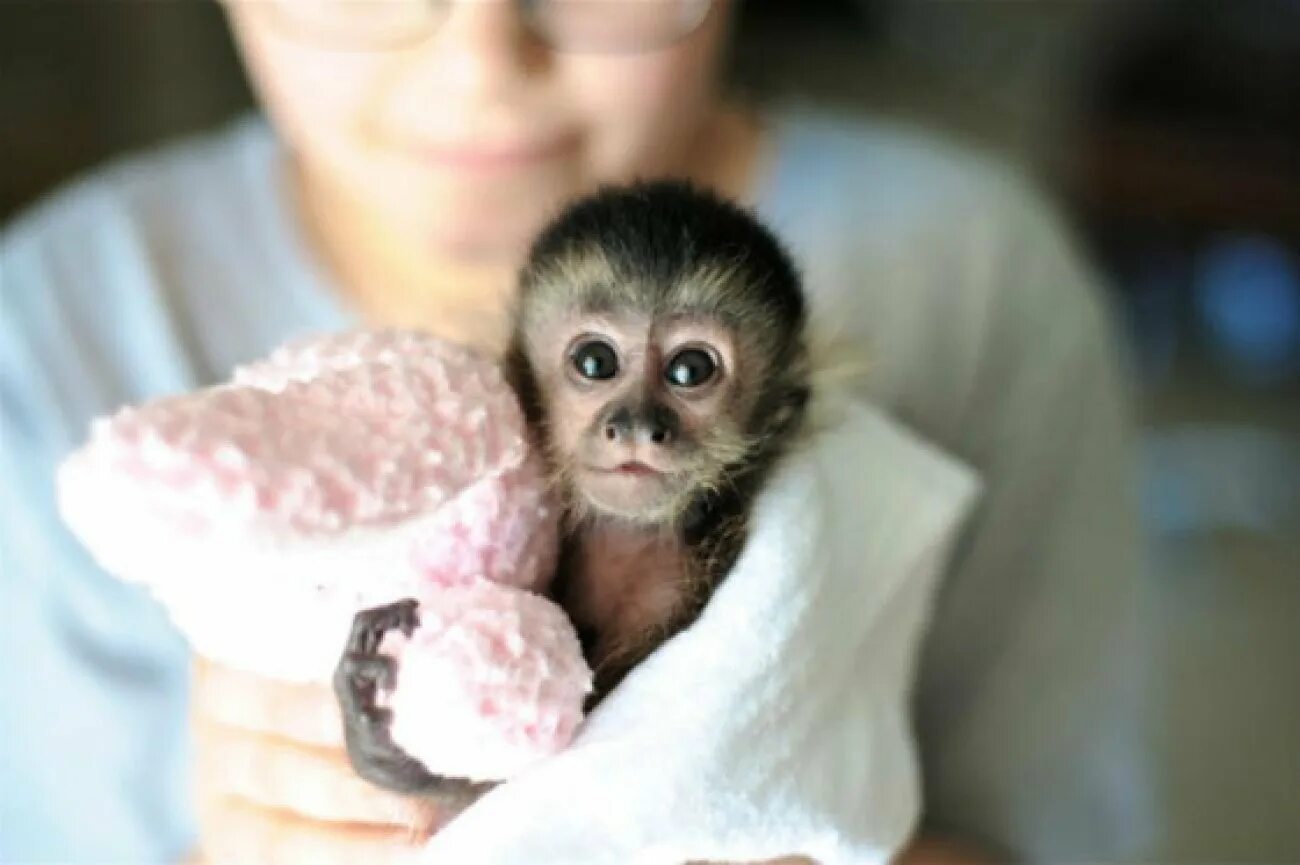 Купить маленькую домашнюю обезьянку недорого. Капуцин детеныш. Маленькие обезьянки. Домашняя обезьянка. Милые обезьянки маленькие.