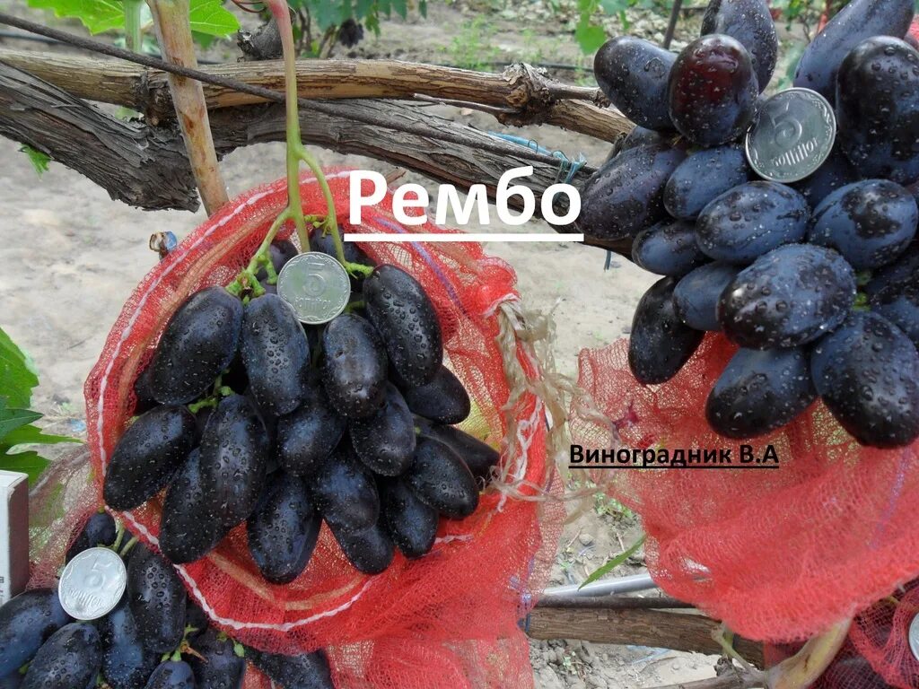 Виноград 2019 г. ф . Калугина - Рембо - YouTube
