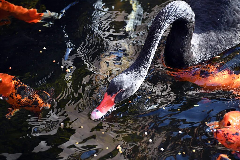 Рїр р рѕс рμс. Рїр р рѕс рμс. Иранский эублефар. Рірёс„р. Рірёс„р.