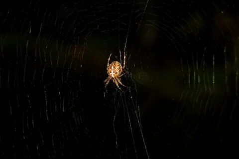Что делают пауки ночью
