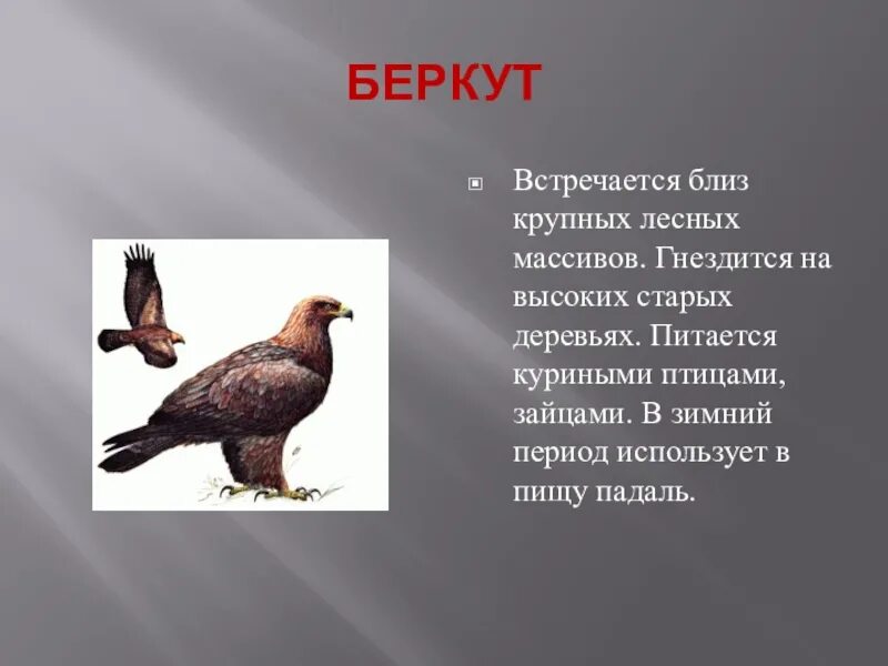 Перевод птиц с башкирского на русский. Птицы на башкирском языке. птицы башкирии на башкирском языке. птицы живущие в башкортостане. презентация на тему птицы башкортостана.
