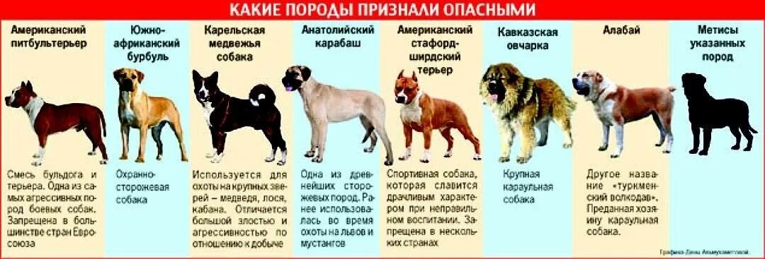 Потенциально опасные породы собак. Список потенциально опасных пород собак. Собак потенциально опасных бойцовских пород. Список запрещенных пород собак. Как переводится пород