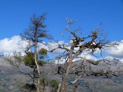 Mountain branch