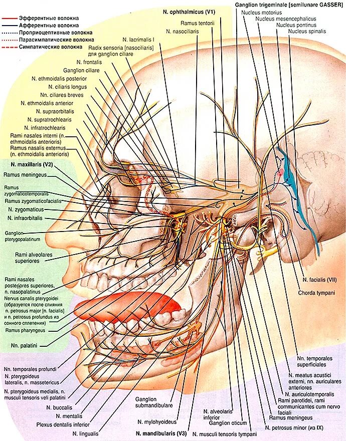 Карта лицевых нервов. Лицевой нерв анатомия Неттер. Тройничный нерв атлас Неттера. Топография ветвей тройничного нерва. Неттер атлас анатомии нервы.