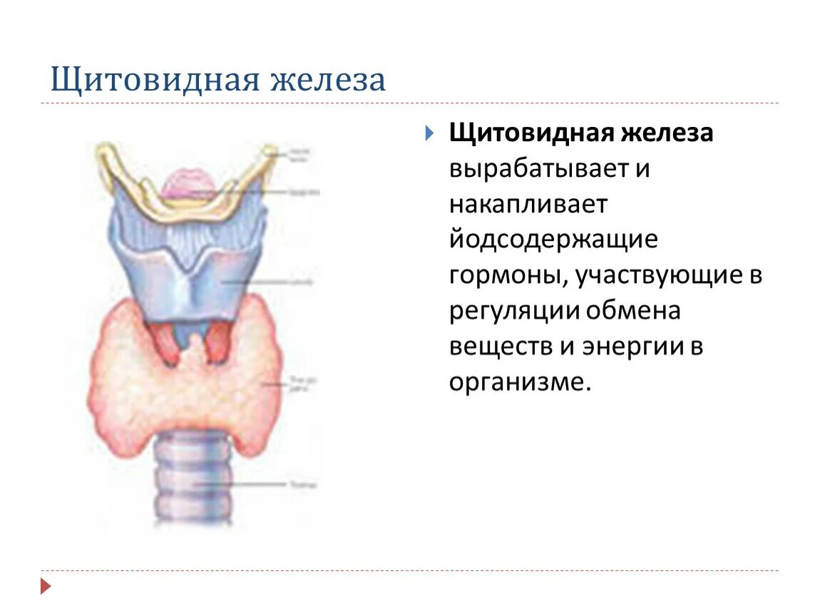 Участвует в выработке адреналина железа. Железы внутренней секреции щитовидная железа. Строение щитовидной железы внутренней секреции. Тип секреции щитовидной железы. Щитовидная железа внутренняя и внешняя секреция.