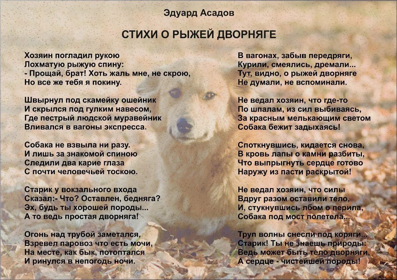 Стихи посвященные собаке. Стих хозяин собаки. Отчего так предан пес. Стих про собаку. Стих о рыжей дворняге.