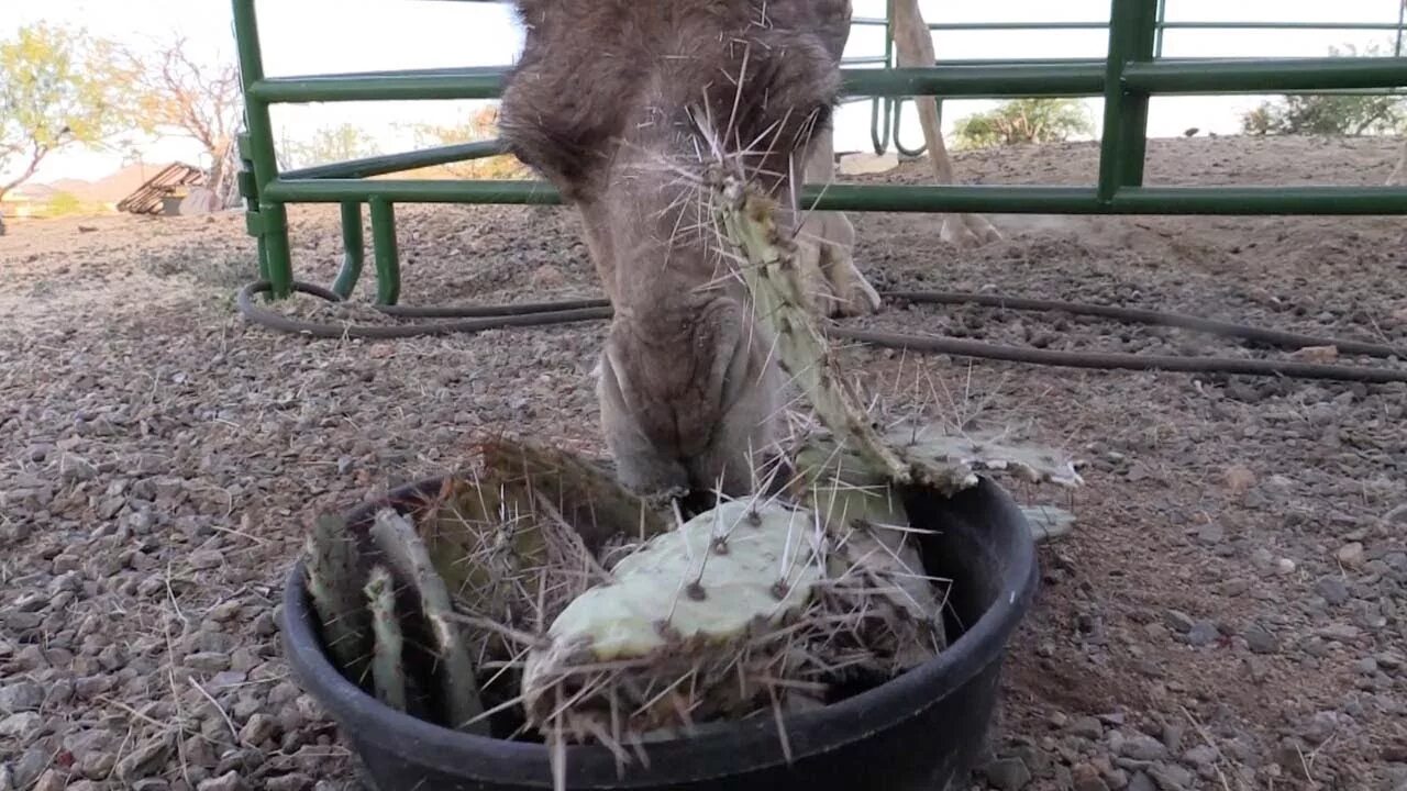 Кот колючка. Верблюд ест колючки. колючки которые едят верблюды.