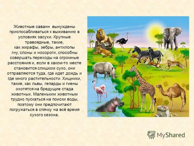 Сообщение о саванне 1 класс. Рассказы о животных саванны для детей. доклад о животных в саванне. доклад про саванну. животные саванны и тропического леса.
