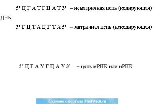 Смысловая цепь днк это. Кодирующая цепь ДНК. Кодирующая и матричная цепь ДНК. Смысловая кодирующая цепь ДНК. Матричная цепочка ДНК.