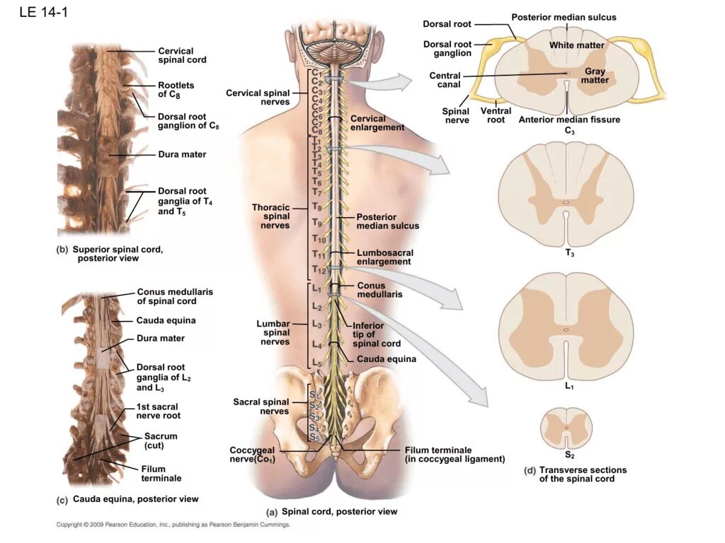 Спинной и головной мозг тест 8 класс. Sacral Spinal Cord. Где находится спинной мозг. Spinal nerves: posterior (dorsal) root. Spinal Cord roots.