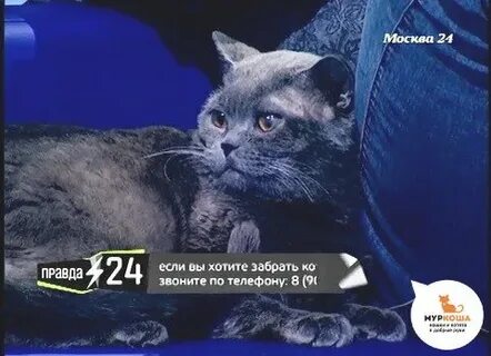 История кота слушать
