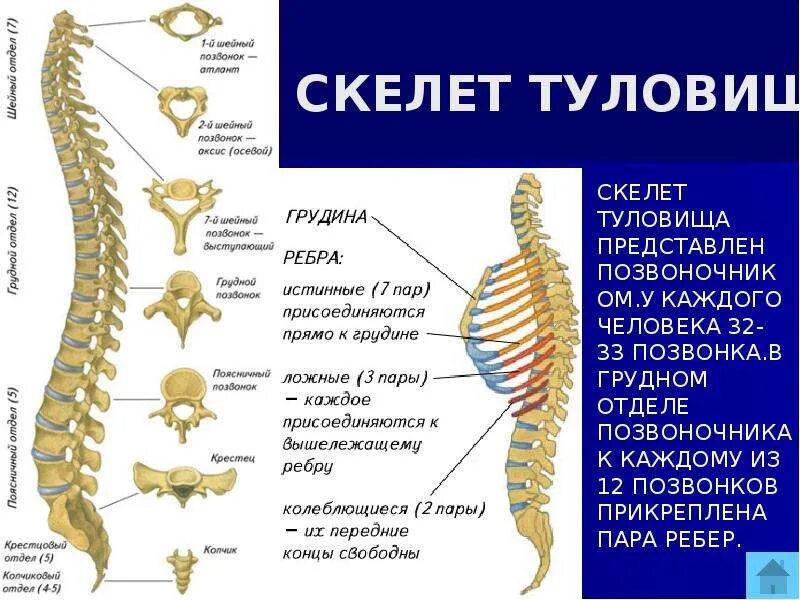 Шейный отдел кости скелета. Скелет туловища позвонки ребра Грудина. Строение скелета туловища человека анатомия. Название костей скелета туловища. Анатомия костей туловища Позвоночный столб Грудина ребра.