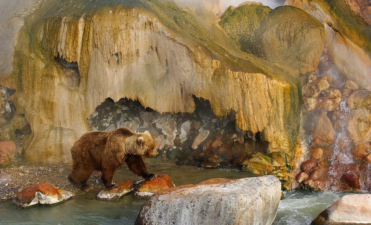 Долина гейзеров Камчатка медведи. Первозданная Россия медведь. Первозданная природа россии
