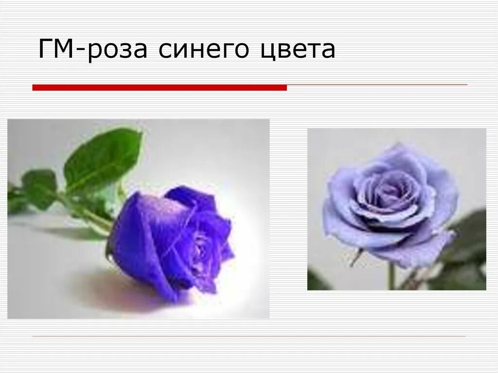 Синие розы текст песни. Голубые розы на языке цветов. Описание розы синия.